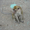 Long Tail Macaque