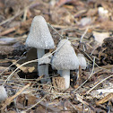 Harefoot mushroom