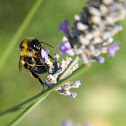 Bee - Abella
