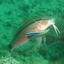 Dash-dot Goatfish
