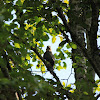 Cooper's Hawk