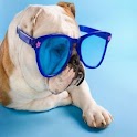 Funny Puppy Wallpaper logo
