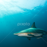 Black Tip Shark by Cameron Bailey -  