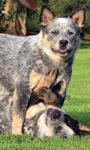 How to mod Australian Cattle Dog Puzzle 1.0 mod apk for android