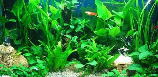 Download Aquarium 3D 1.0.0 apk Android