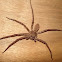 Huntsman spider