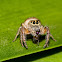 Garden Jumping Spider