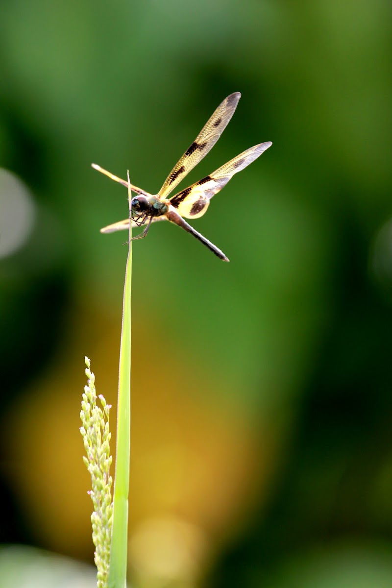 Variegated Flutterer (斑麗翅蜻)