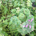 Henbit deadnettle