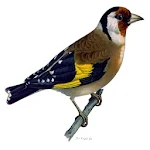 Singing Goldfinch to educate Apk