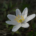 Wood anemone