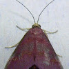 Coffee-loving Pyrausta Moth