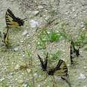 Eastern Tiger Swallowtails
