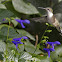 Broad-tailed Hummingbird