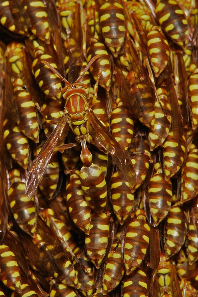 Lesser Paper Wasps