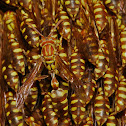 Lesser Paper Wasps