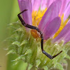 Whitebanded Crab Spider