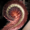 Tail monkey fern