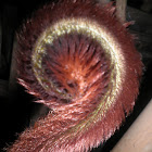 Tail monkey fern