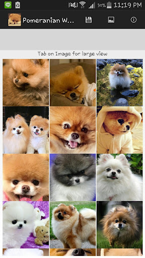 Pomeranian Wallpaper 2015