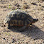 Bowsprit tortoise /Angulate Tortoise