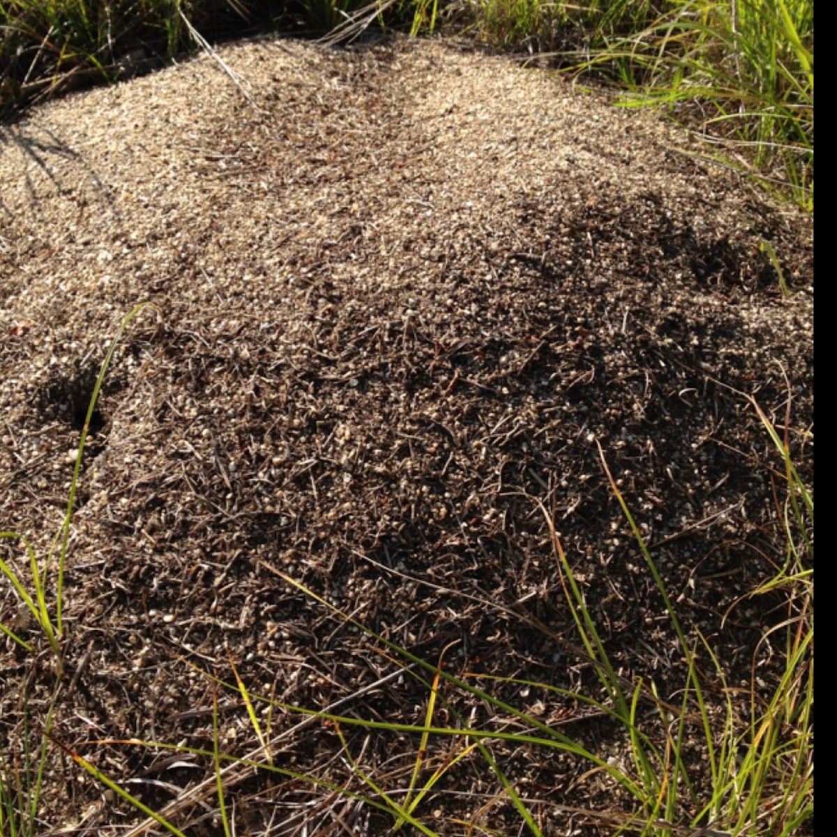 Field ant mound