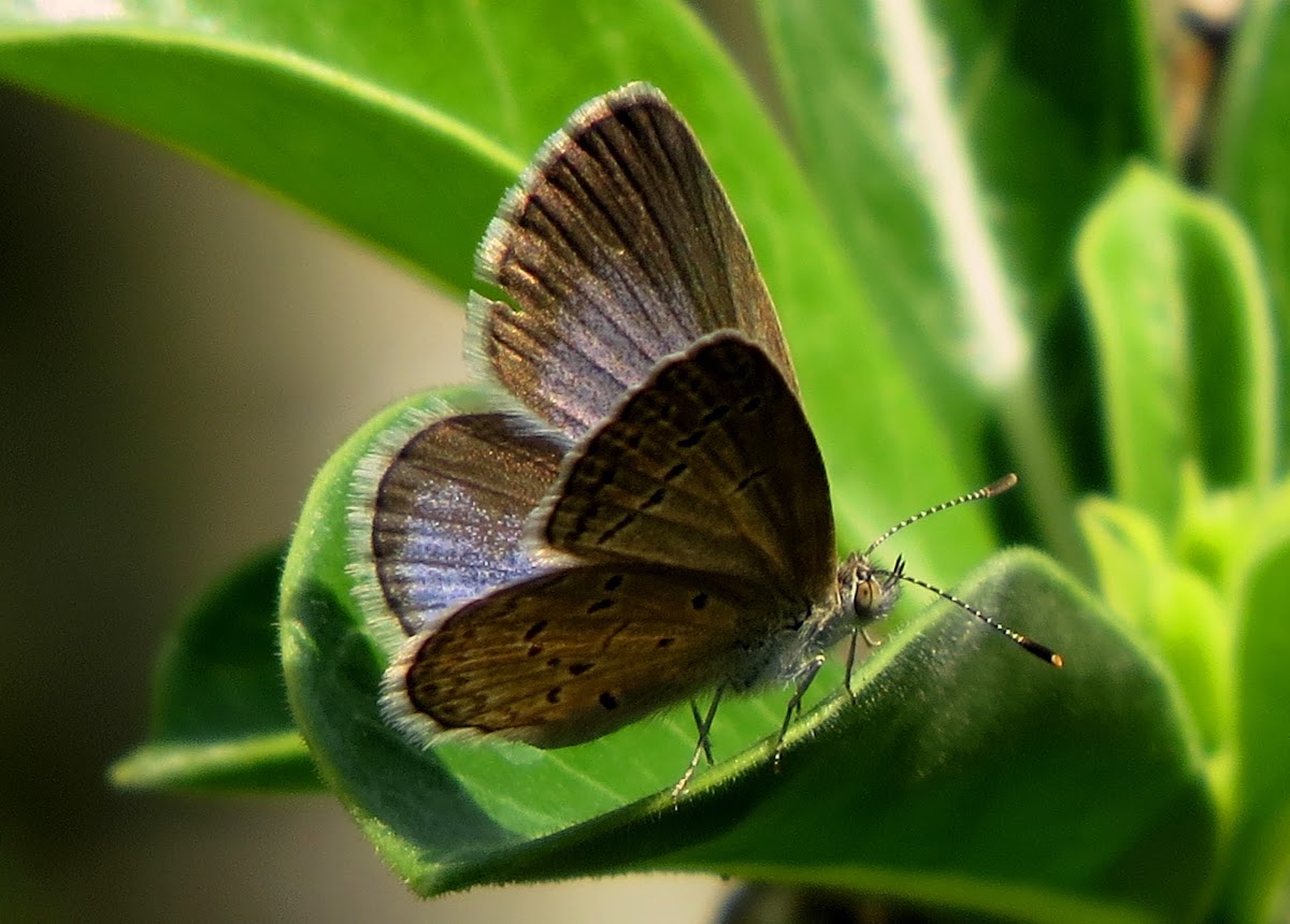 Lesser Grass Blue (Male)