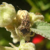 Scentless Plant Bug