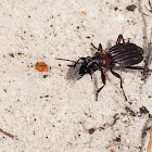 Ten-spotted ground beetle