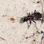 Ten-spotted ground beetle