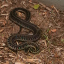 Eastern garter snake