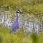 Yellow-crowned Night Heron