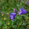 Fairy Thimble Bellflower