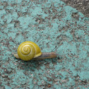 White Lipped Snail