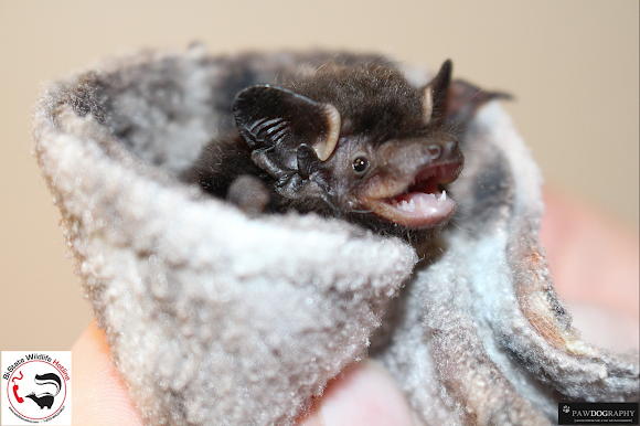 Silver Haired Bat Project Noah