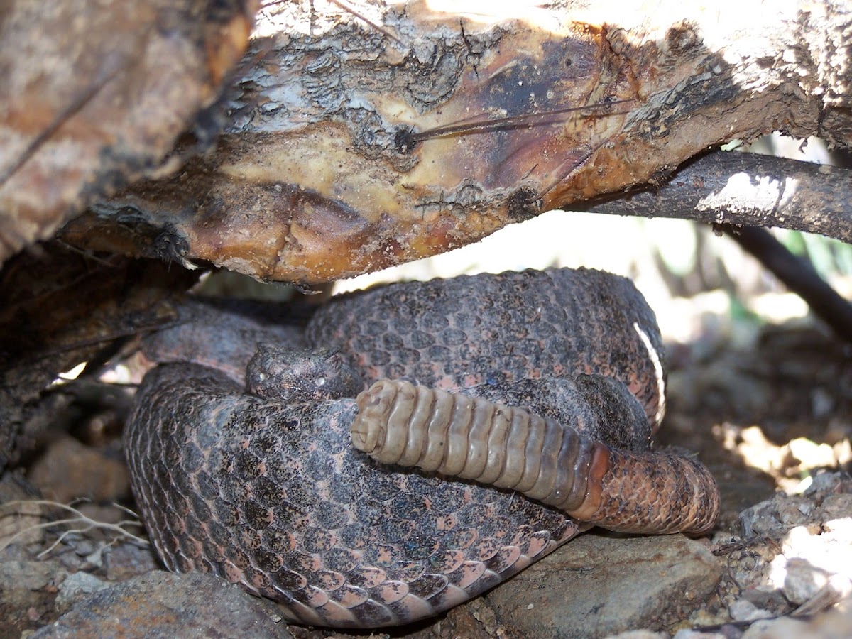 Tiger Rattlesnake