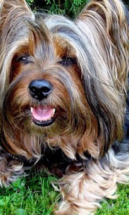 How to get Yorkshire Terriers Wallpapers 1.0 unlimited apk for pc