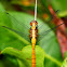 Fiery Skimmer Dragonfly ( Female )