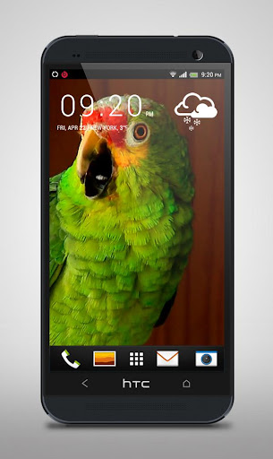 Green Parrot Live Wallpaper