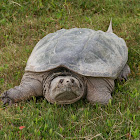 Snapping Turtle