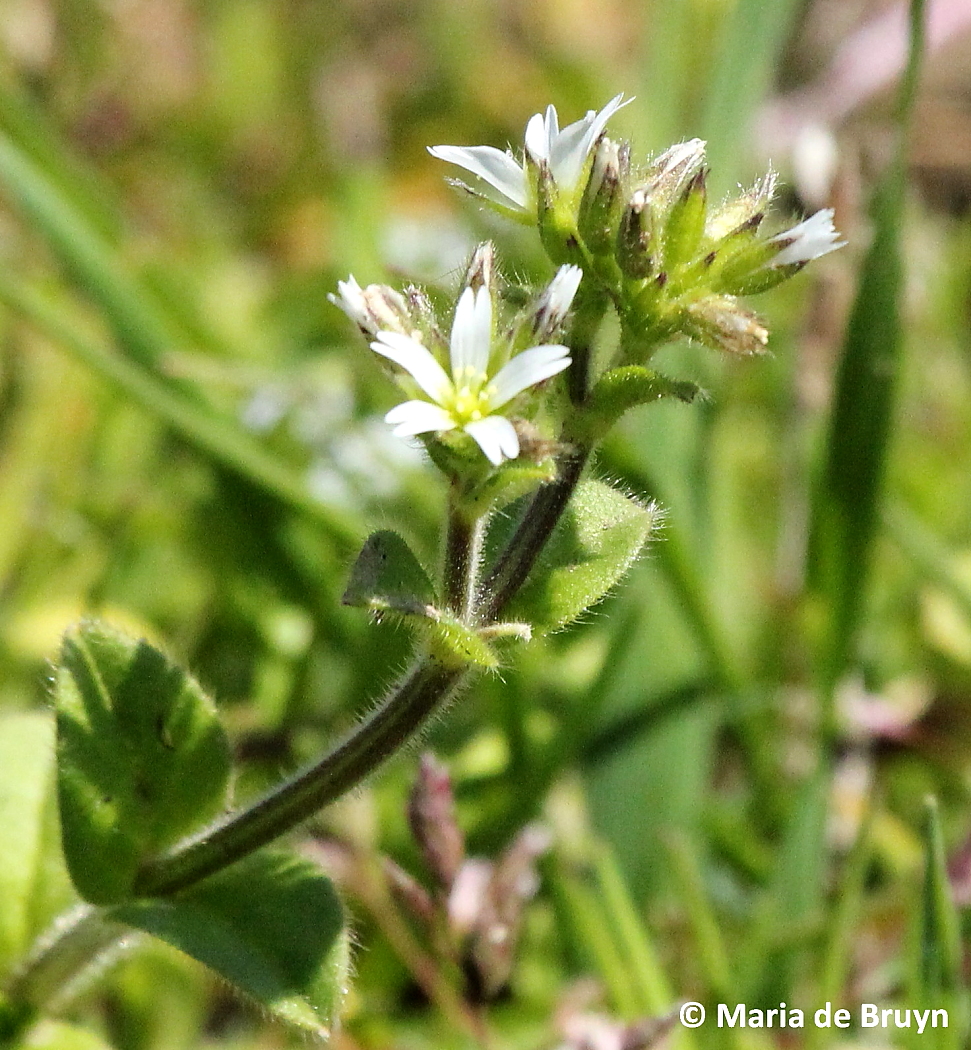 Mouse-ear chickweed