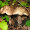 Unknown Mushroom