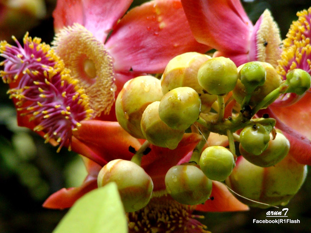 Cannonball Tree flower