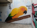 Montemarciano - Parrot Murales