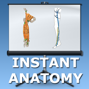 Anatomy Leg Lectures logo