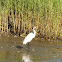 Great Egret