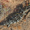 Shingleback skink, aka Sleepy lizard