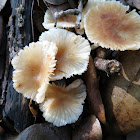 Honey mushrooms?