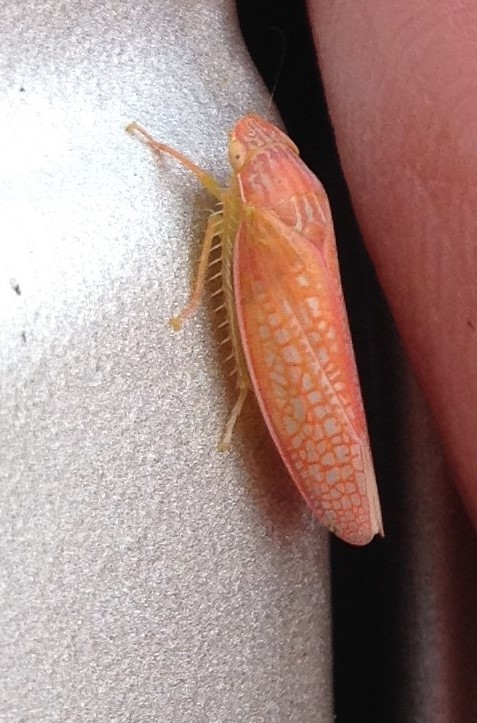 Leafhopper, female