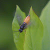 Common Sawfly